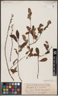 Foto von Salix aurita L.
